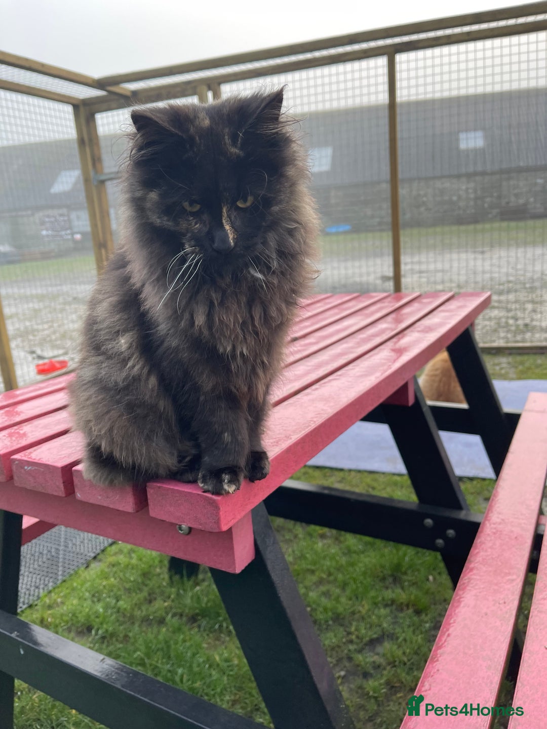 Maine Coon cats for sale: Top pedigree MaineCoon sisters  - Advert 5