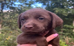 Labrador Retriever dogs for sale: *JUST 1 BOY LEFT* KC CHOCOLATE PUP HEALTH TESTED  - Image 1