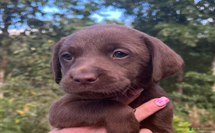 Labrador Retriever dogs - Advert 3