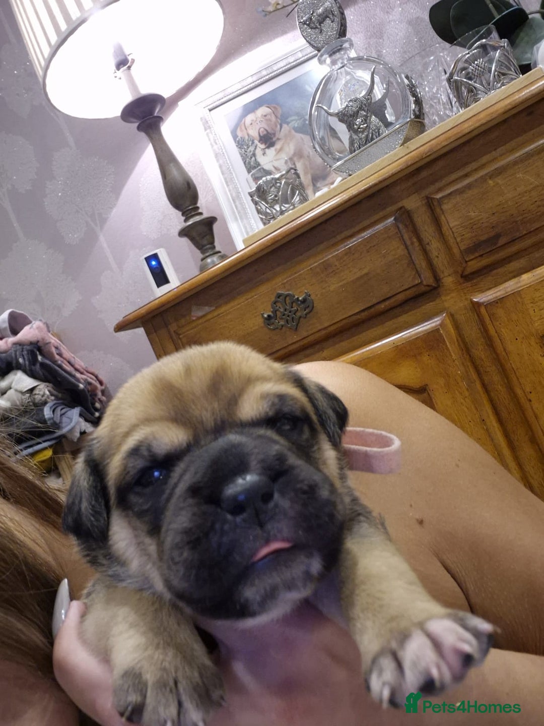 Mixed Breed dogs for sale: Baby bullmastiffs x - Advert 12