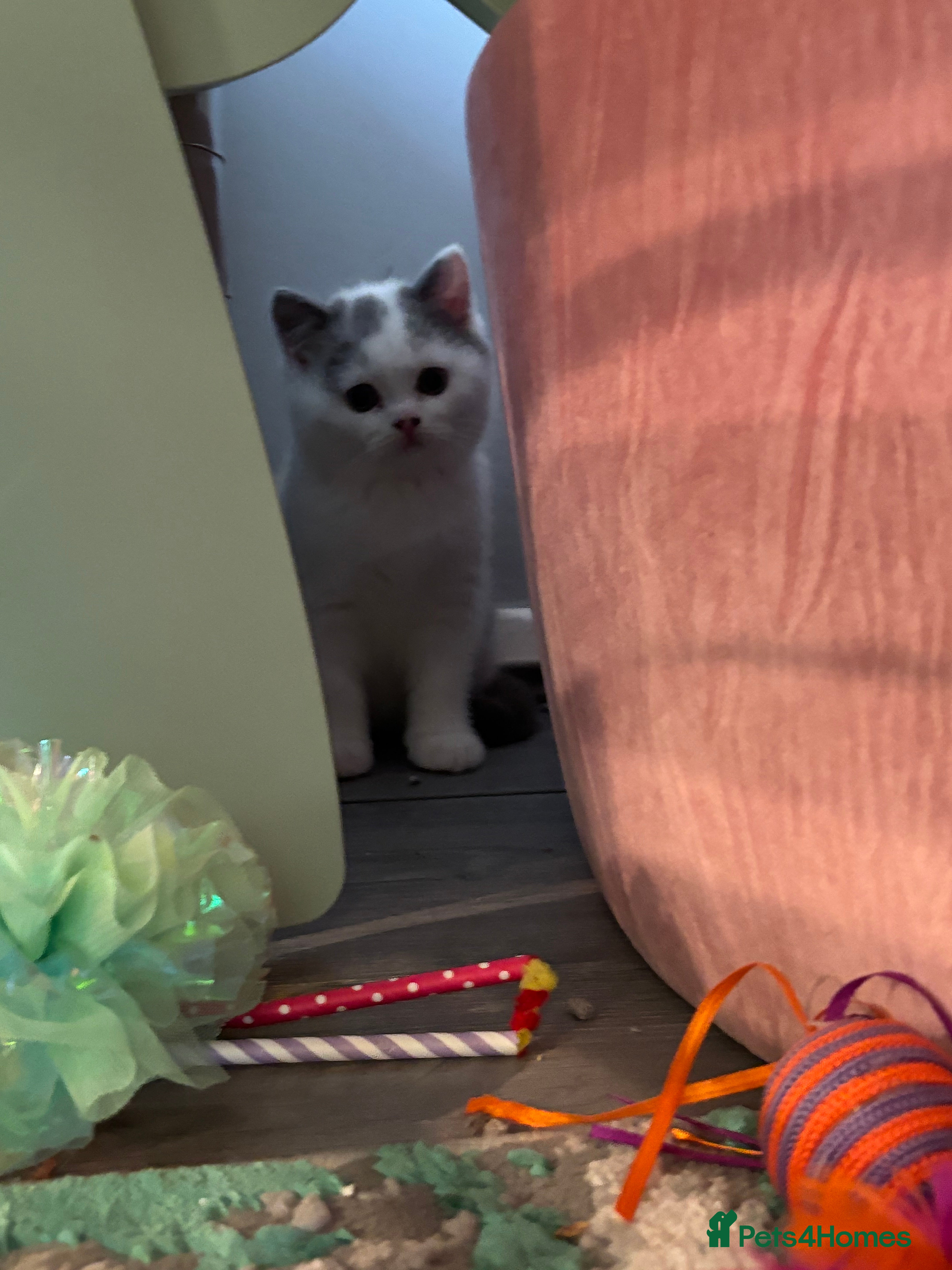 British Shorthair cats Ready now! Last 2 boys!  - Advert 11