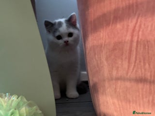 British Shorthair cats Ready now! Last 2 boys! - Advert 1