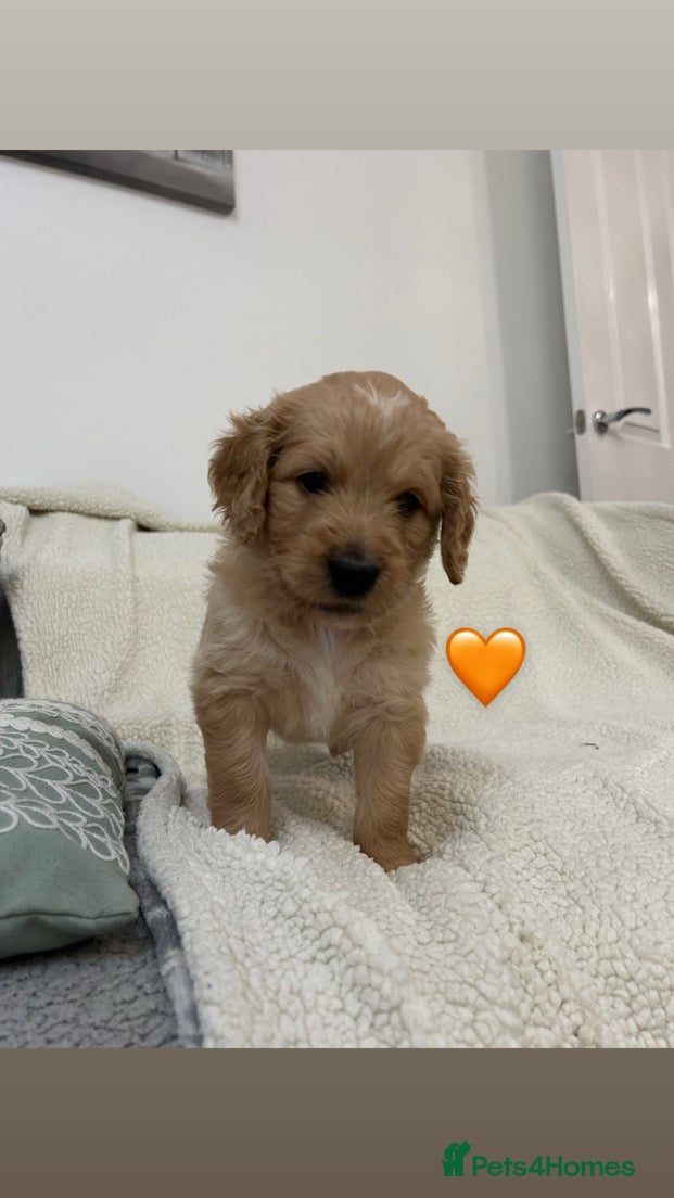 Mixed Breed dogs Stunning litter of Golden Bernadoodles - Advert 10