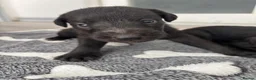 Mixed Breed dogs for sale: 8 Bedlington/Whippet Puppies - Advert 13