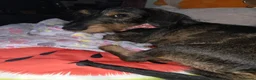 Dachshund dogs for sale: Miyo needs a loving home  in Wolverhampton - Advert 32