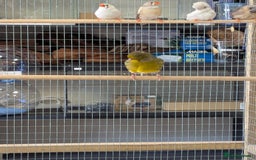 Budgerigars birds for sale: Budgies-Cockatiels-Conures- Love Birds- Bourkes- - Image 6