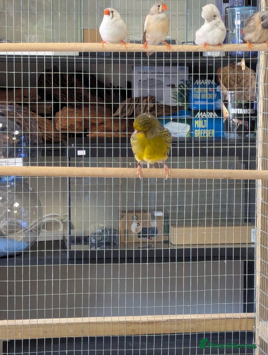 Budgerigars birds for sale: Budgies-Cockatiels-Conures- Love Birds- Bourkes- - Image 6