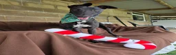 Greyhound dogs for adoption: Tupelo - Advert 4