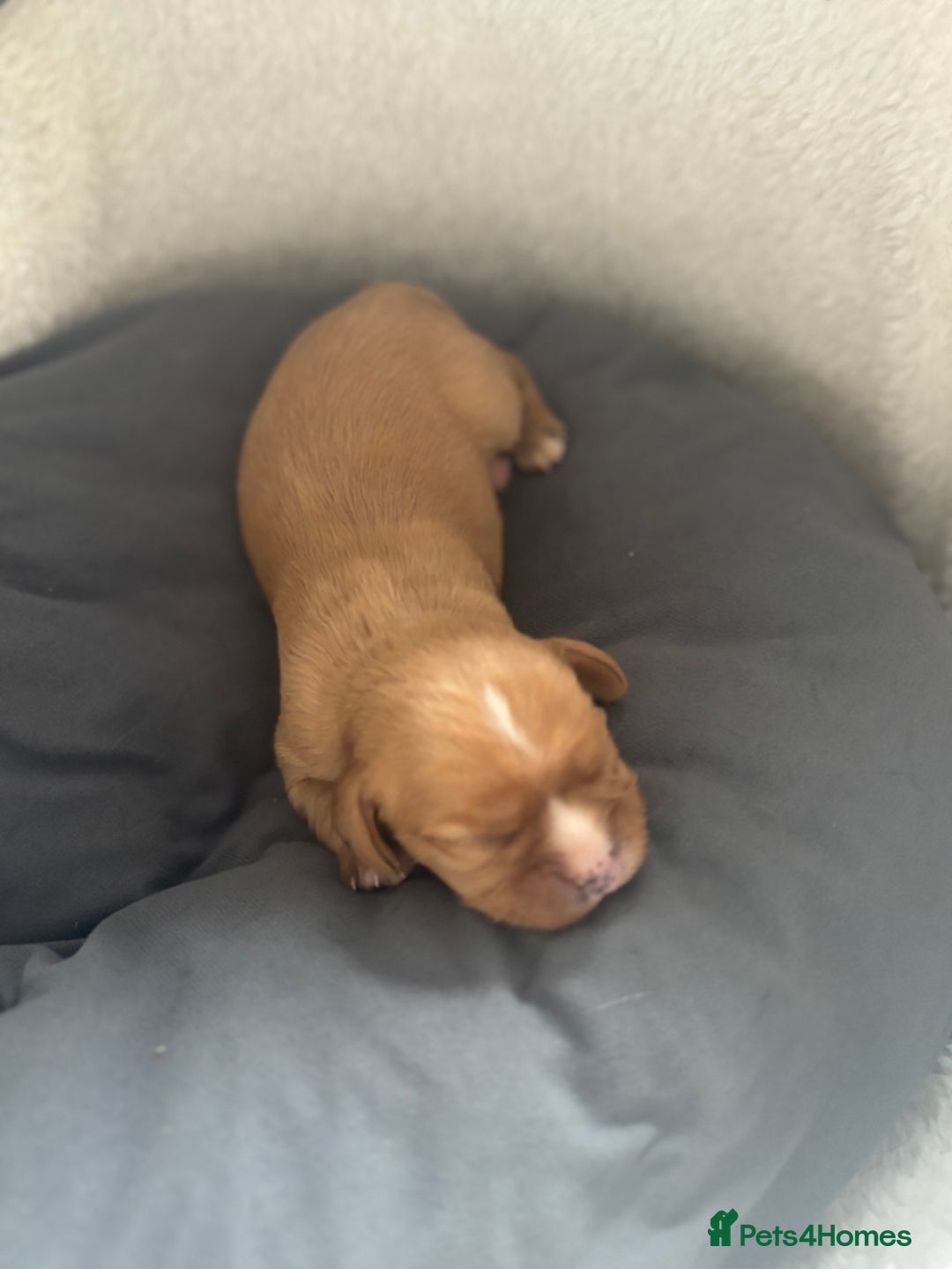 Cavalier King Charles Spaniel dogs for sale: Pugalier Pups ready for their new home!  - Image 21