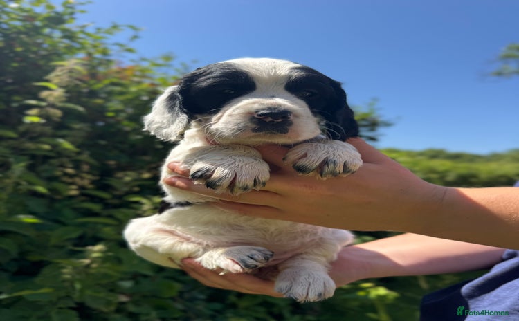Cocker Spaniel dogs - Advert 5