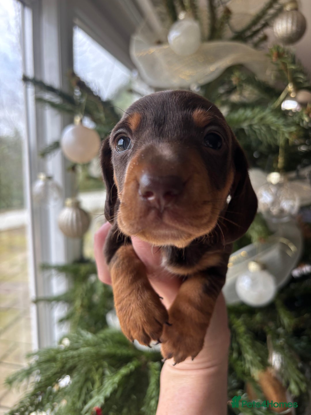 Miniature Dachshund dogs for sale: BEAUTIFUL PRA CLEAR & KC REG MINIS - Advert 39