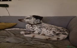 Mixed Breed dogs for sale: Husky/ dalmatian free - Image 8