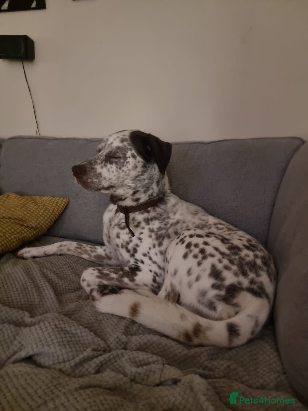 Mixed Breed dogs for sale: Husky/ dalmatian free - Image 8
