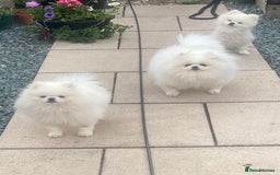 Pomeranian dogs for stud: PROVEN Kc Reg Tiny White 2.2kg Pomeranian  in Belper - Image 14