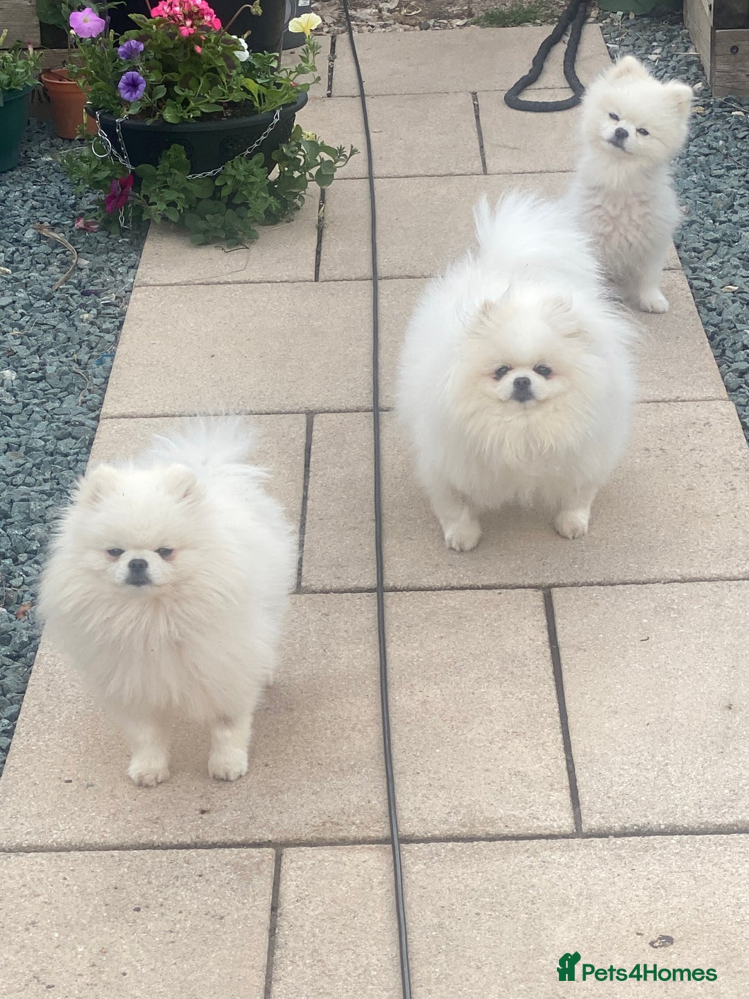Pomeranian dogs for stud: PROVEN Kc Reg Tiny White 2.2kg Pomeranian  in Belper - Image 14