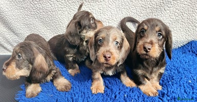 Miniature Dachshund dogs - Advert 4