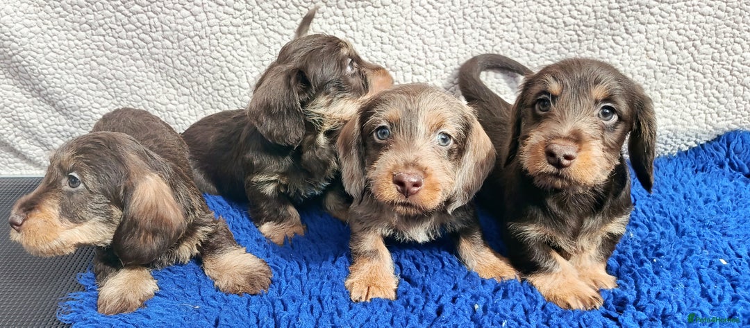 Miniature Dachshund dogs for sale: QUALITY MIN WIRES PRA LAFORCLR KC REG - Image 2