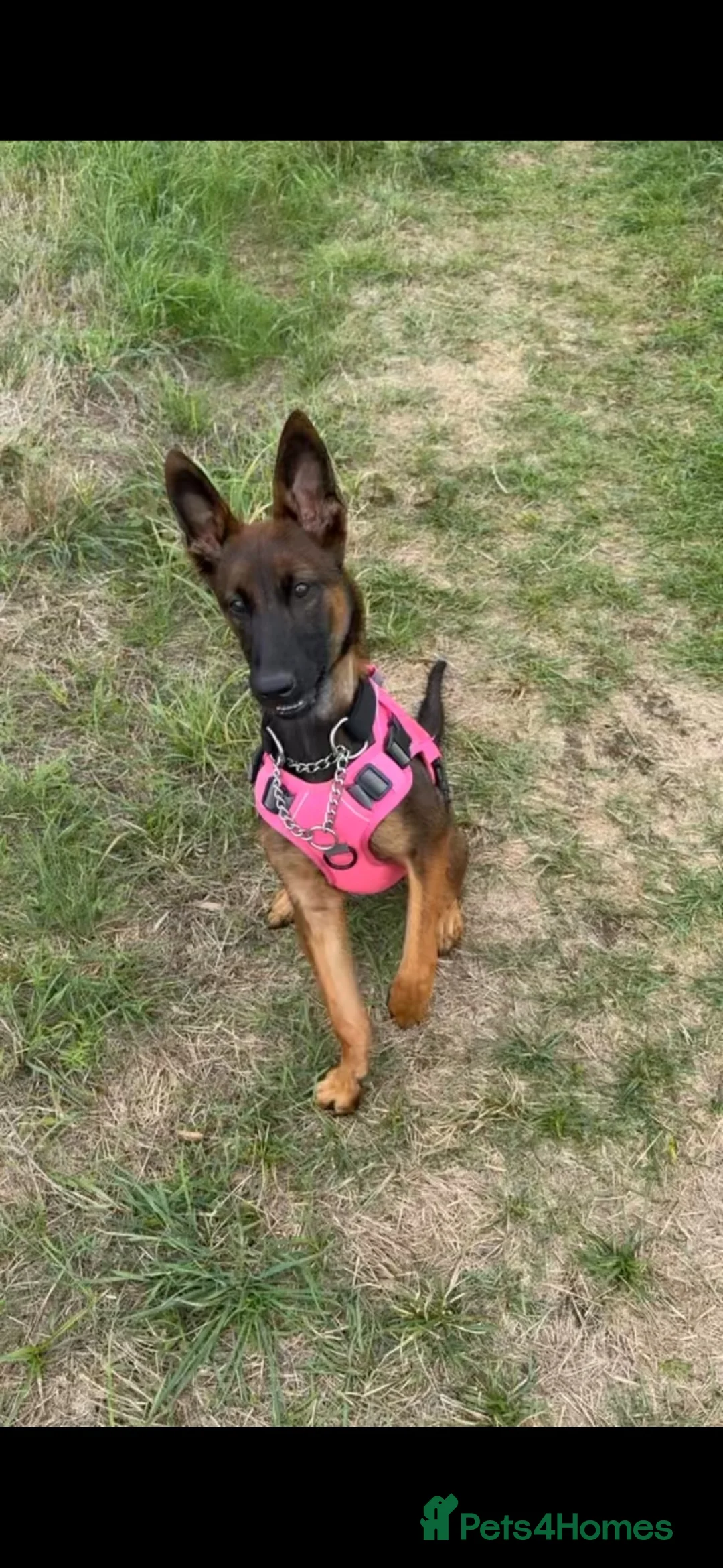 Belgian Shepherd Dog dogs for sale: Beautiful girl looking for a home 🏡  - Advert 1