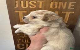 Maltipoo dogs for sale: Fully dna tested Maltipoos  - Image 8