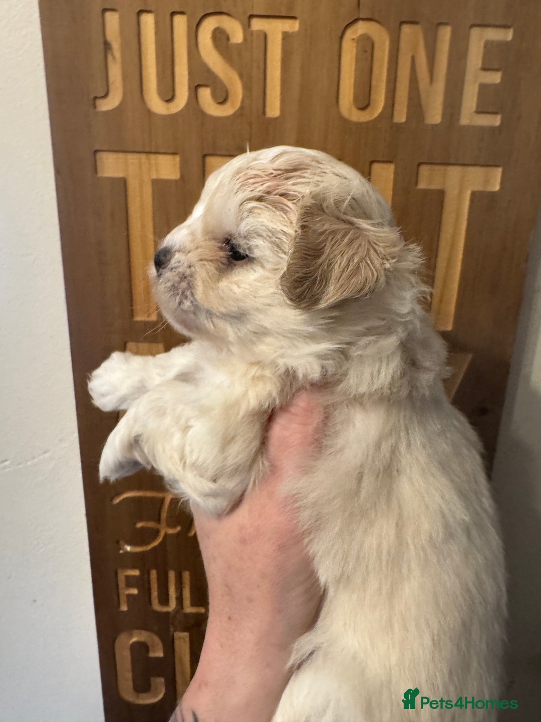 Maltipoo dogs for sale: Fully dna tested Maltipoos  - Image 8