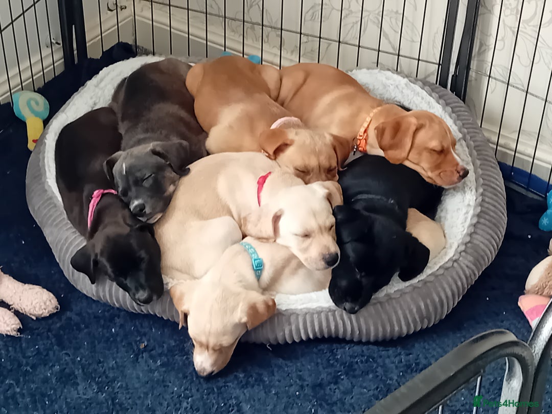 Mixed Breed dogs for sale: Gorgeous pups for sale - Image 14