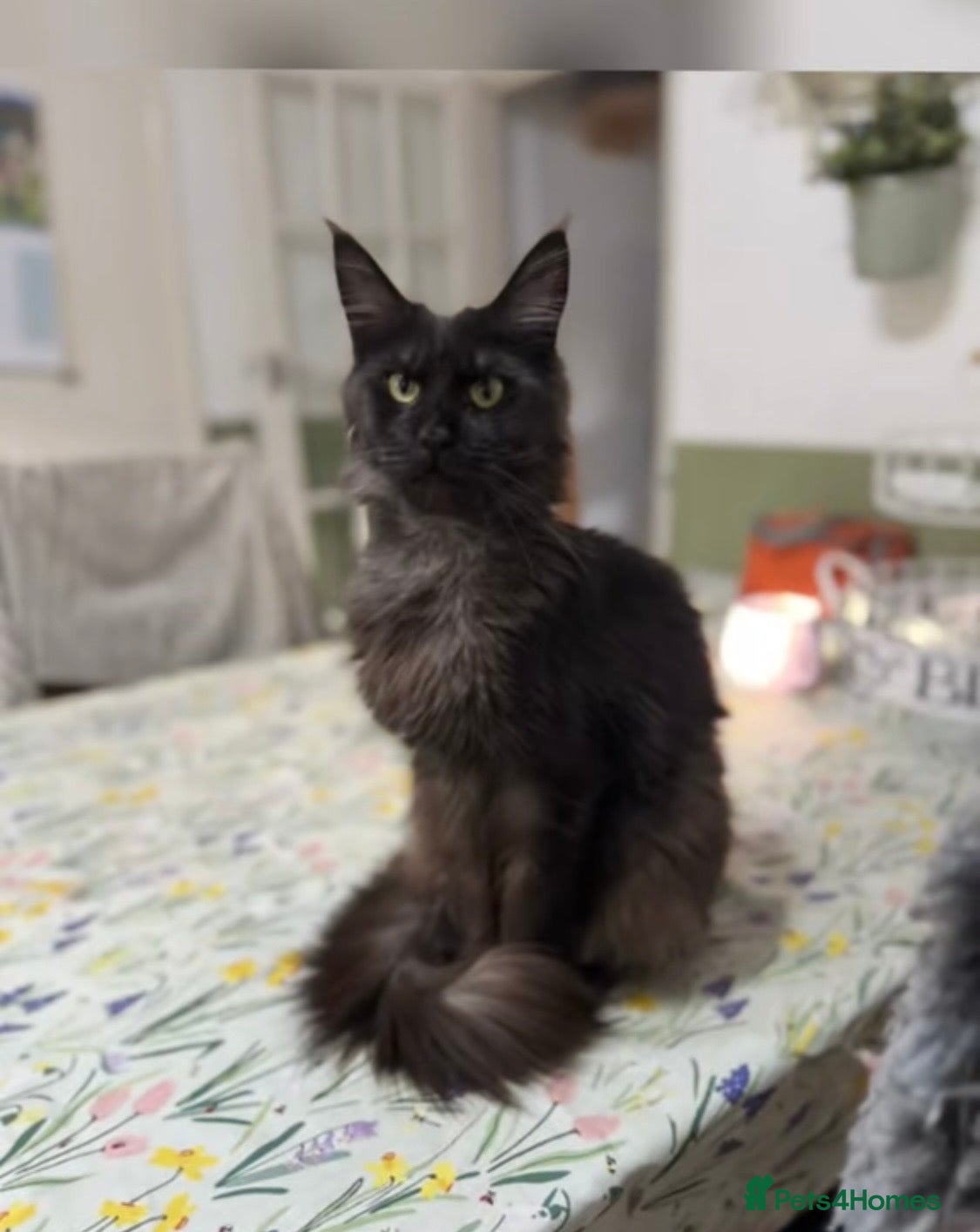 Maine Coon cats 🖤Beautiful Black Maine Coon Girl 3 Years old🖤 - Advert 10