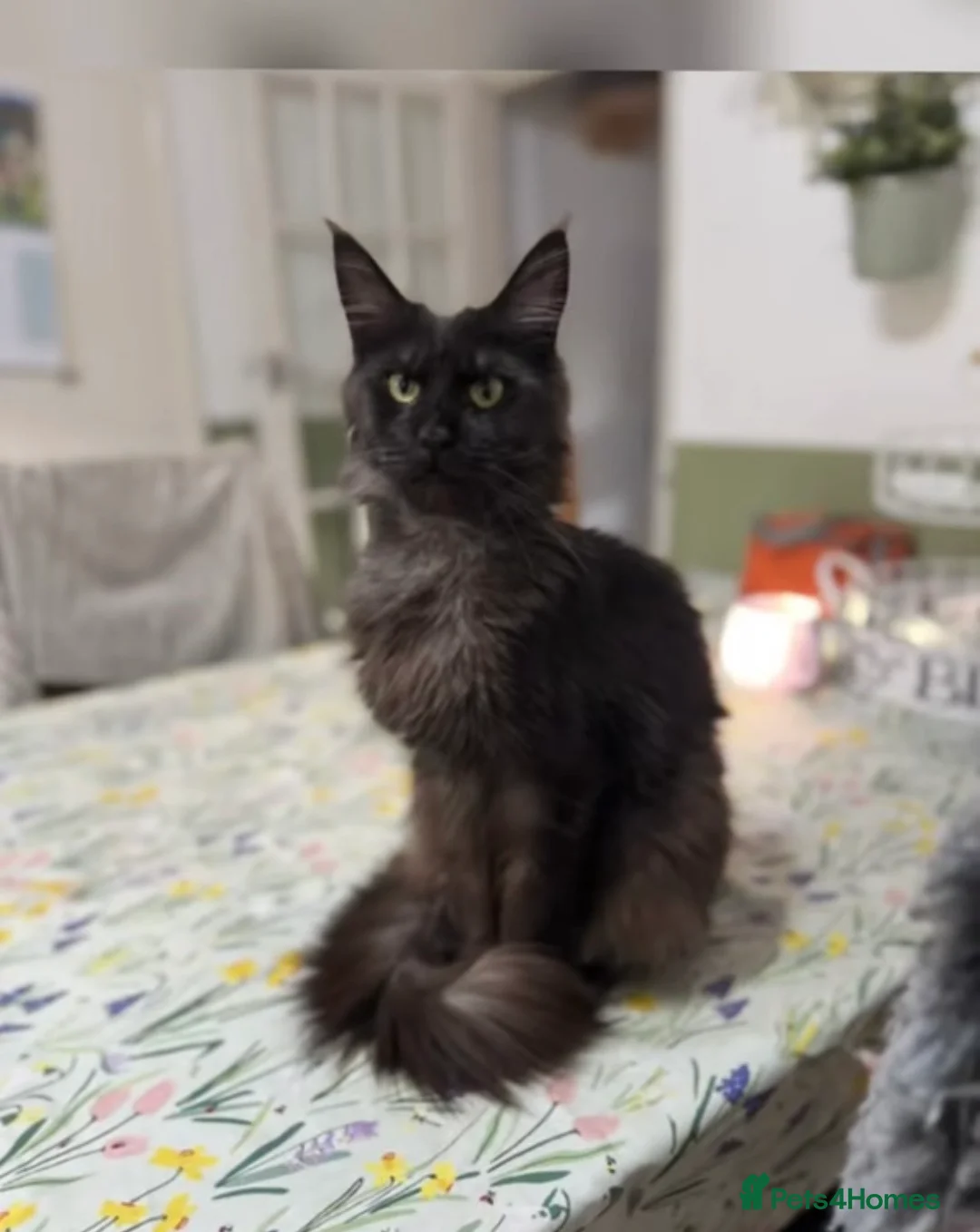 Maine Coon cats for sale: 🖤Beautiful Black Maine Coon Girl 3 Years old🖤 - Advert 1