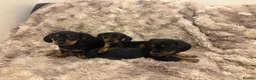 Dachshund dogs for sale: Beautiful Dachshund puppies  in Redhill - Advert 3