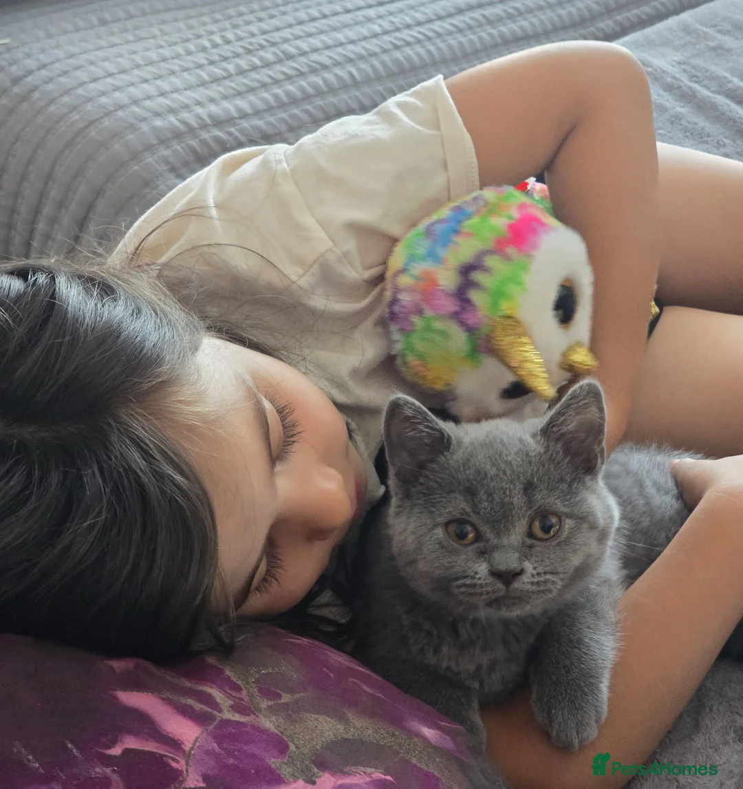 British Shorthair cats for sale: Beautiful British Shorthair Kittens  - Advert 2