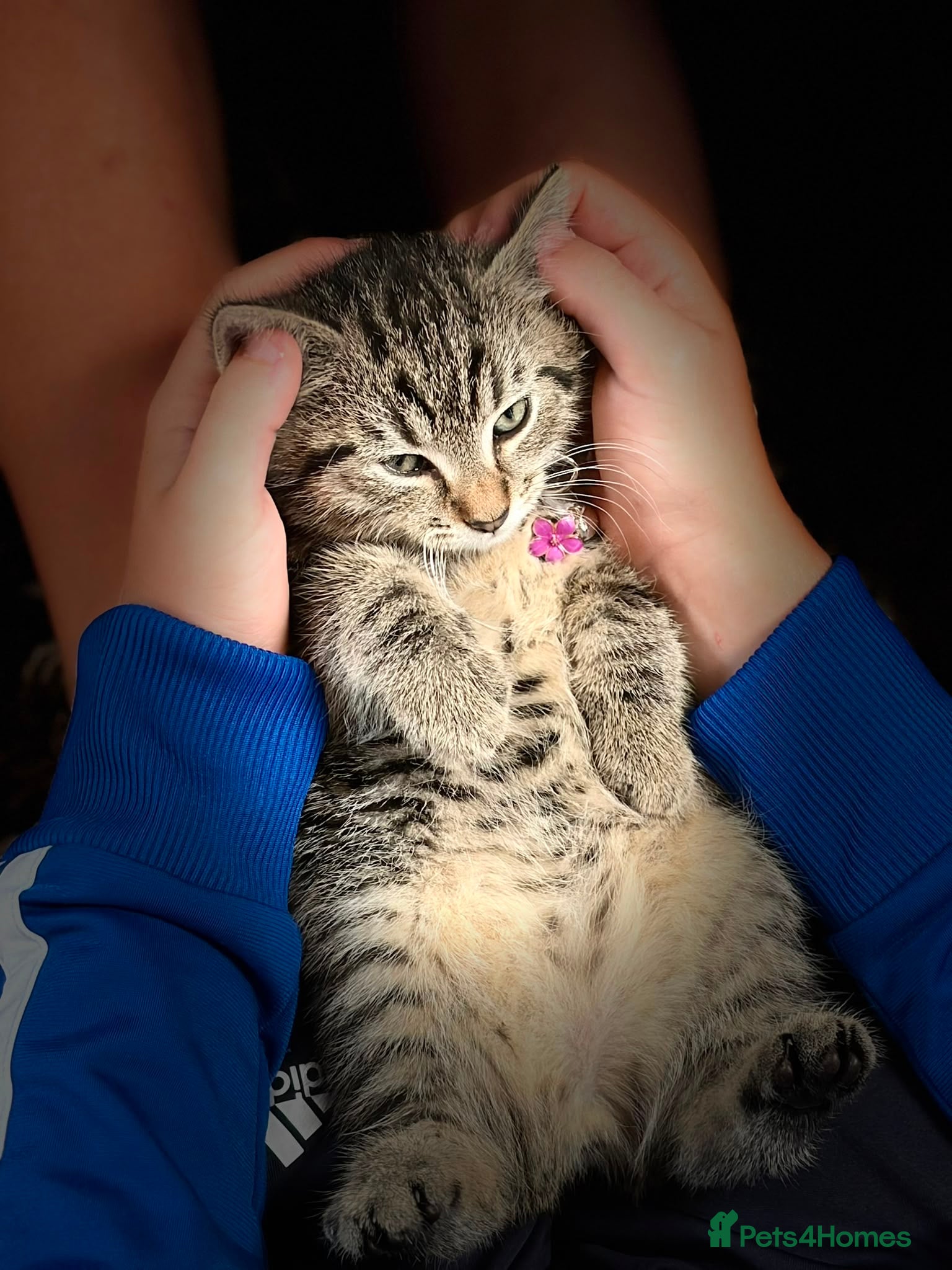 Mixed Breed Kitten 1