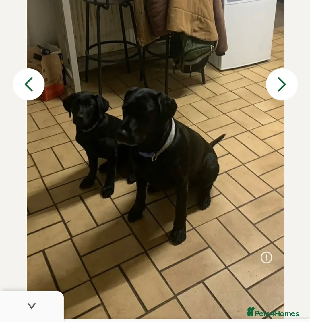 Labrador Retriever dogs for sale: Black male lab pup - Advert 7