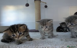 Maine Coon cats for sale: Maincoon - Image 9