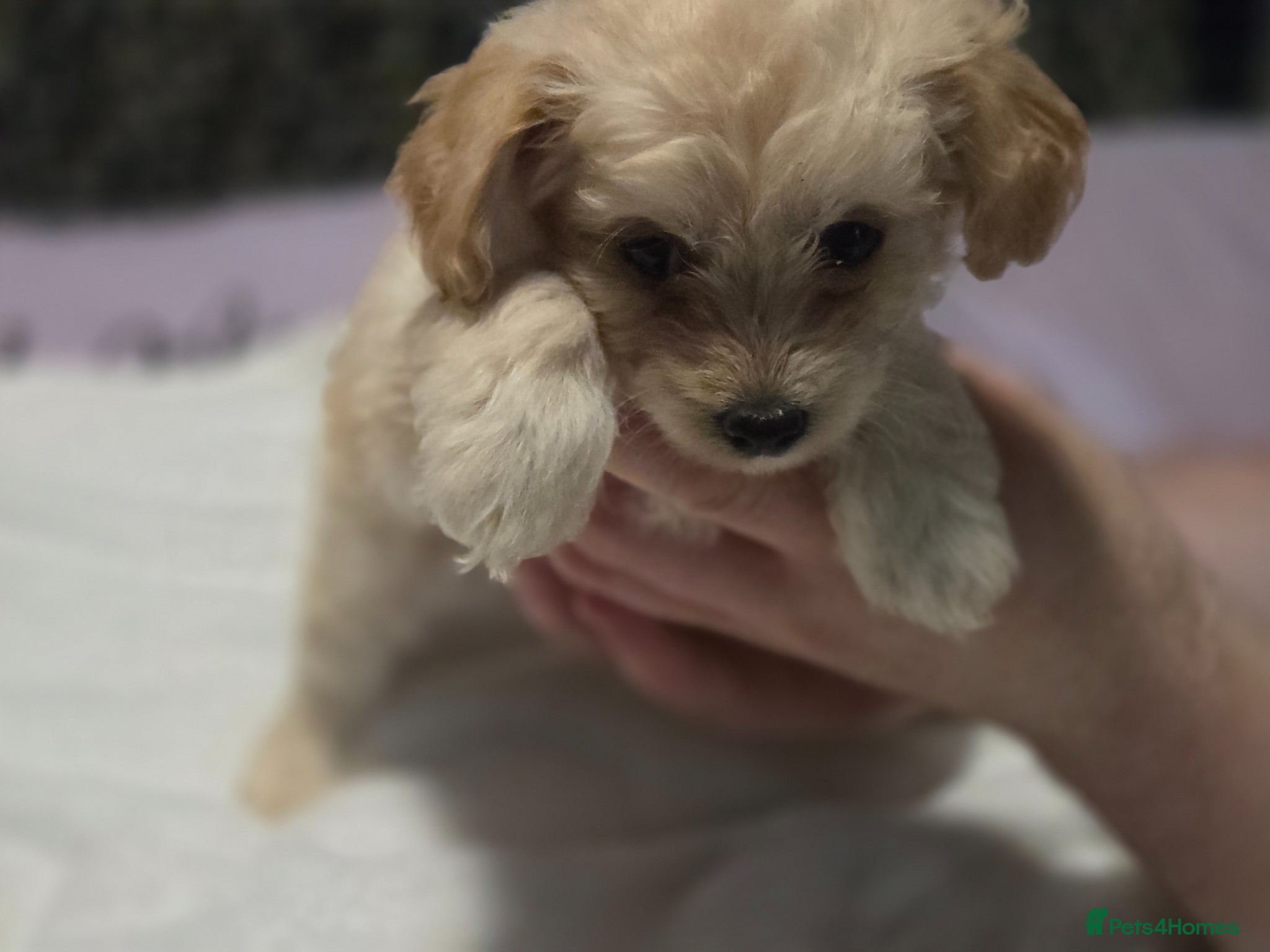 Chipoo dogs for sale:  Chihuahua x miniature poodles  in Leicester - Advert 17
