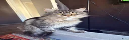Mixed Breed cats for sale: Lovely female tabby cat  - Advert 1