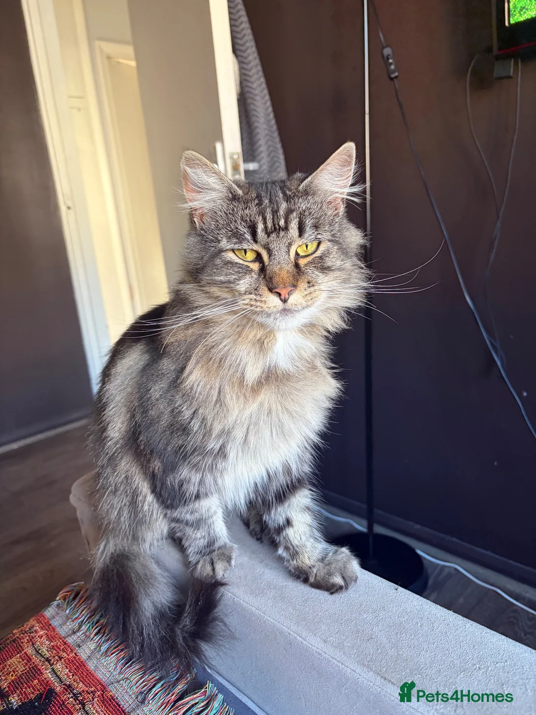Mixed Breed cats for sale: Lovely female tabby cat  - Advert 1