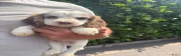Cockapoo dogs for sale: Stunning cockapoo puppies - Advert 8