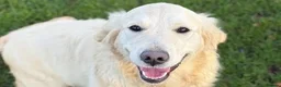 Mini Goldendoodle dogs for sale: F1 HEALTH TESTED, 5* BREEDER & POLICE DOG TRAINER - Advert 19