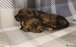 Cocker Spaniel dogs for sale: Show x Working Cocker Spaniels, HEALTH tested - Image 3