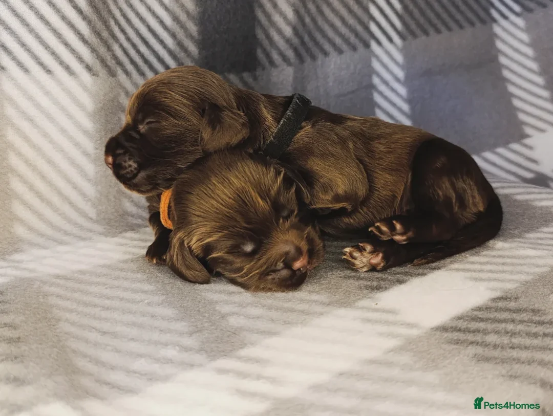 Cocker Spaniel dogs for sale: Show x Working Cocker Spaniels, HEALTH tested - Image 3