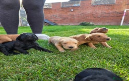 Labradoodle dogs for sale: F1 Labradoodles.  - Image 14