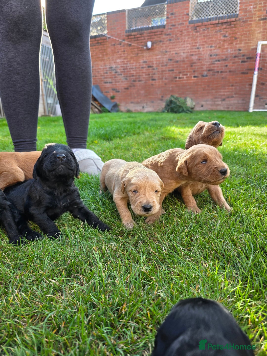Labradoodle dogs for sale: F1 Labradoodles.  - Image 14