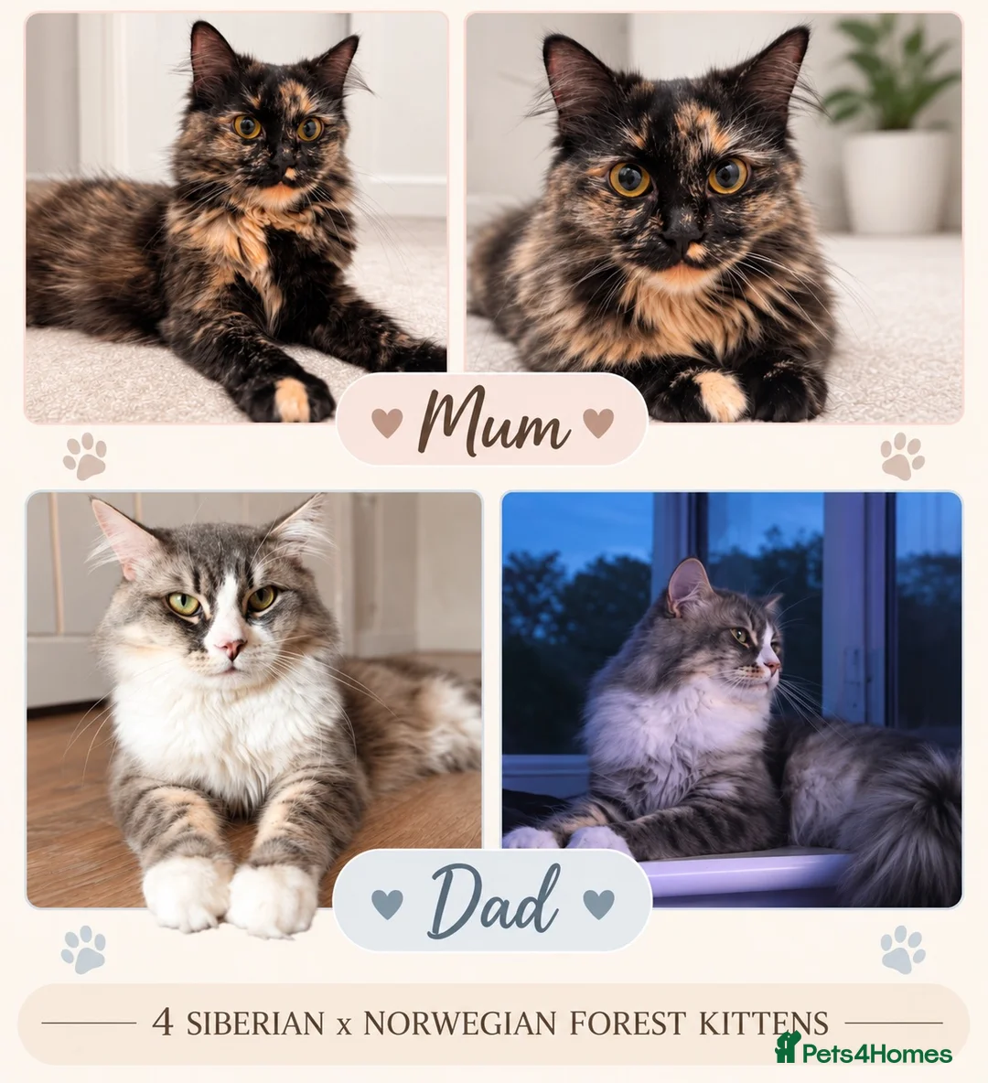 Siberian cats for sale: 4 Stunning Siberian X Norwegian Forest Kittens🐾   in Fareham - Advert 2
