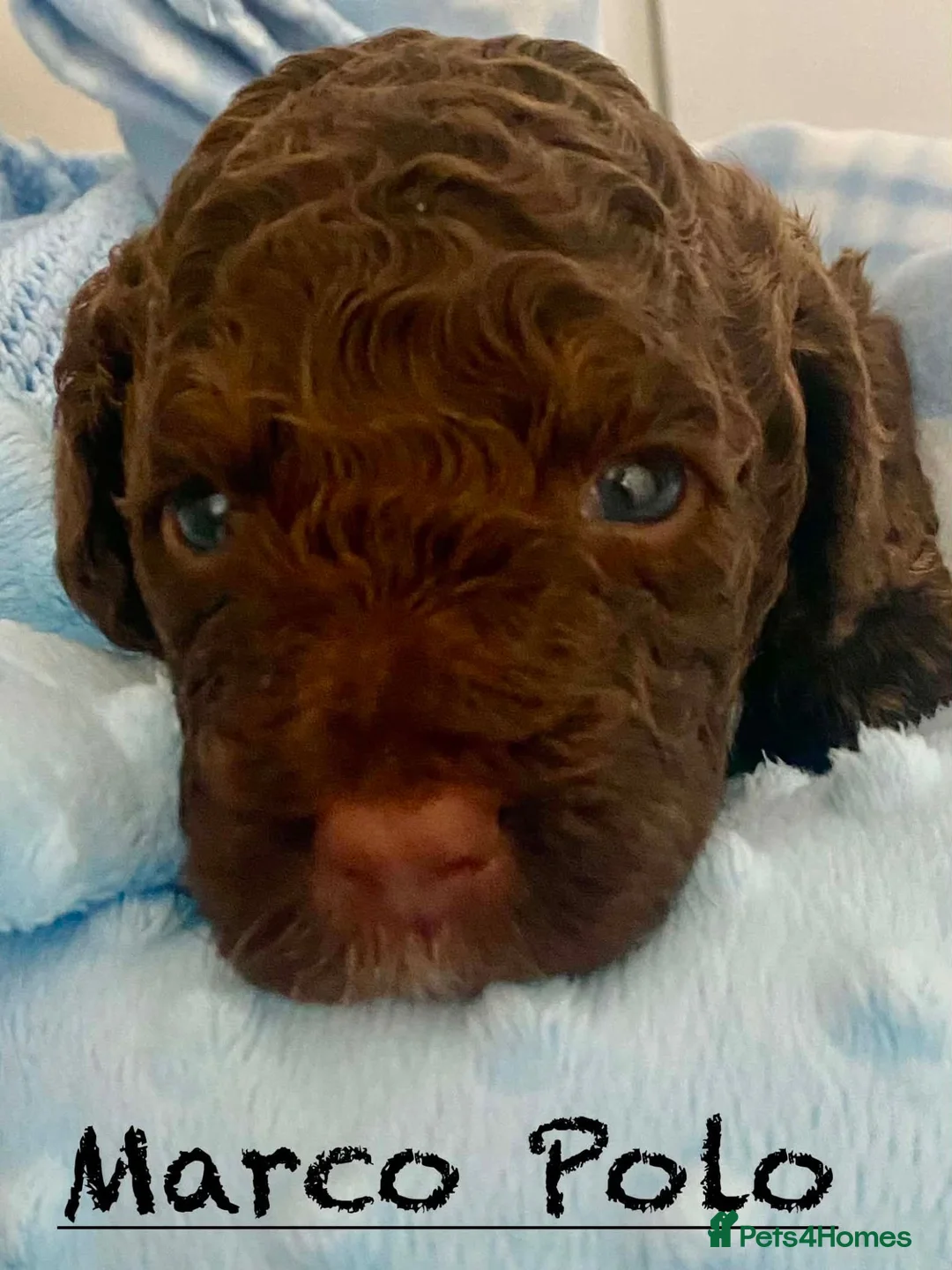 Cockapoo dogs for sale: Home Raised American Cockapoo Babies  - Advert 9