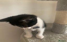 British Shorthair cats for sale: Beautiful Ginger, calico and tuxedo kittens - Image 7
