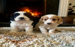 Cockapoo dogs for sale: Cockapoo Puppies Looking For 5* Homes  - Image 7