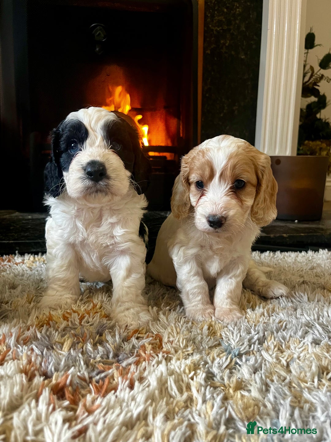 Cockapoo dogs for sale: Cockapoo Puppies Looking For 5* Homes  - Image 7