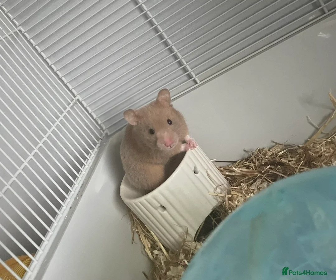 Hamster rodents for sale: Female Syrian hamster  - Advert 1