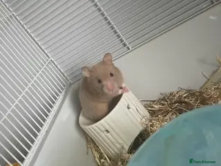 Hamster rodents Female Syrian hamster - Advert 1