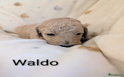 Standard Poodle dogs for sale: Standard poodles - Image 11