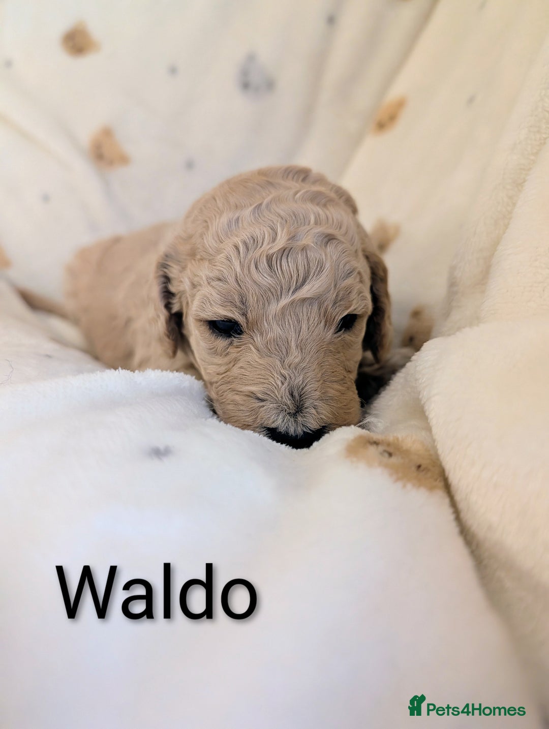 Standard Poodle dogs for sale: Standard poodles - Image 11